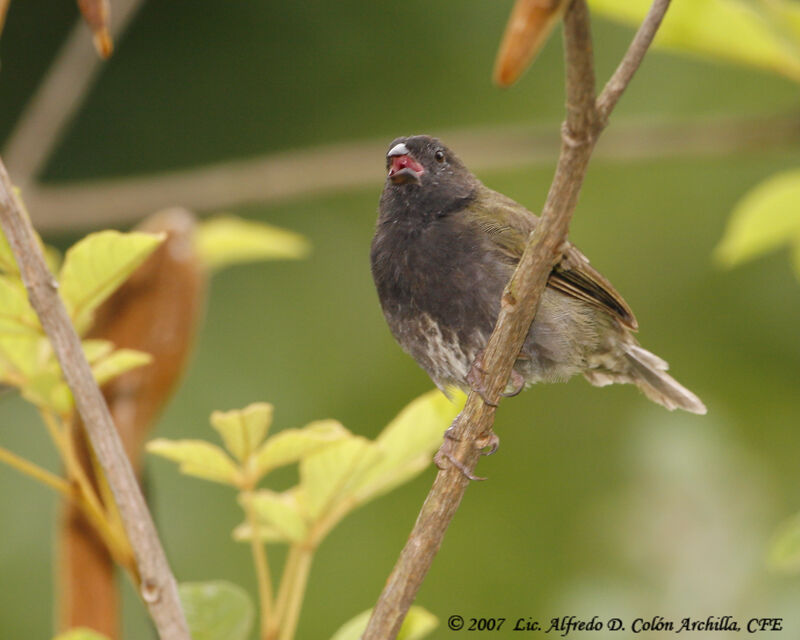 Black-faced Grassquit