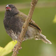 Black-faced Grassquit