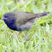 Black-faced Grassquit