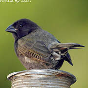 Black-faced Grassquit