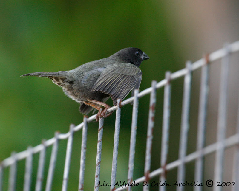 Black-faced Grassquit