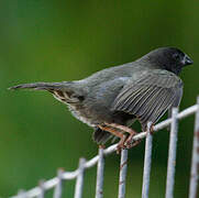 Black-faced Grassquit