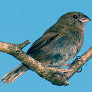 Black-faced Grassquit