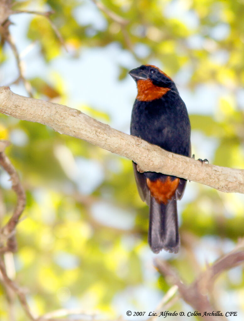 Puerto Rican Bullfinch