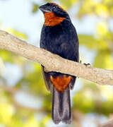 Puerto Rican Bullfinch