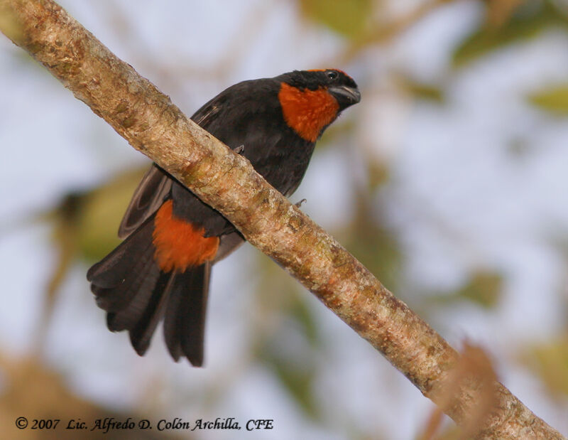 Puerto Rican Bullfinch