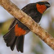 Puerto Rican Bullfinch