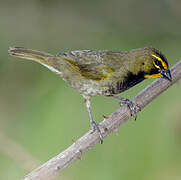 Yellow-faced Grassquit