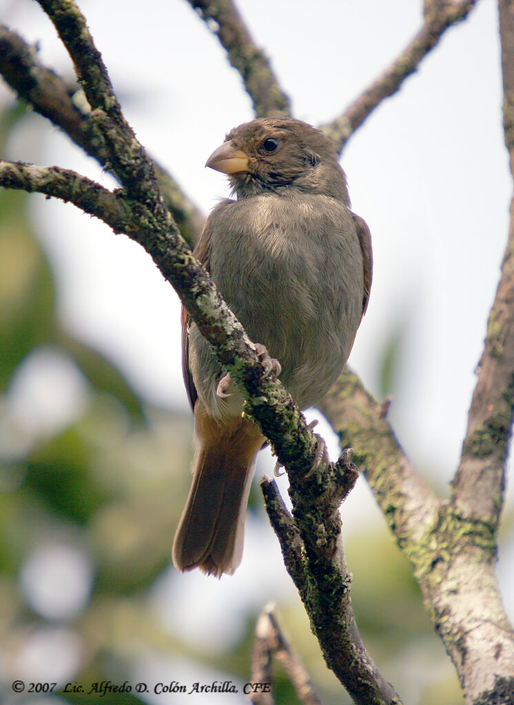 Lesser Antillean Bullfinchimmature