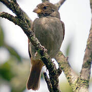 Lesser Antillean Bullfinch