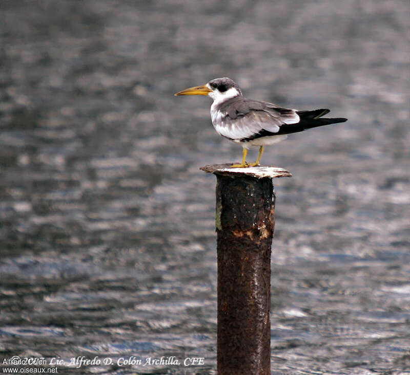 Large-billed Ternadult post breeding, identification