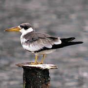 Large-billed Tern