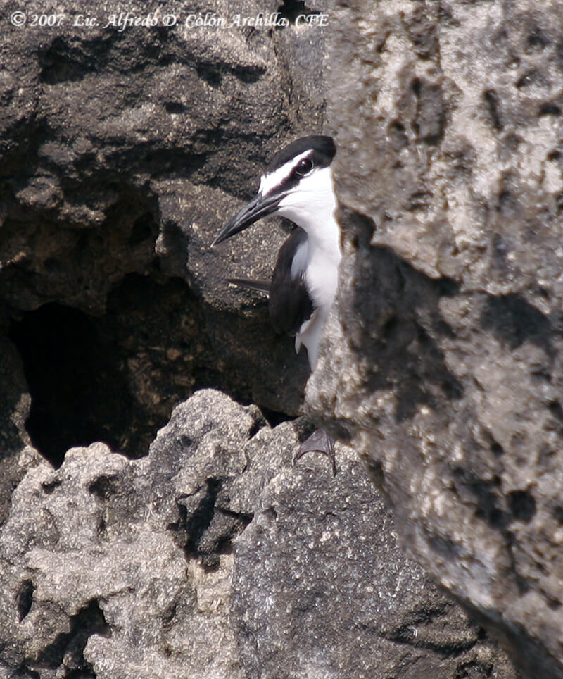 Bridled Tern