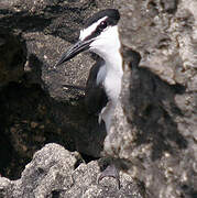 Bridled Tern