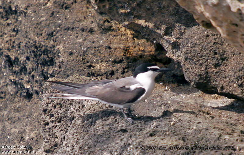 Sterne bridéeadulte, identification