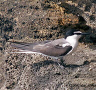 Bridled Tern