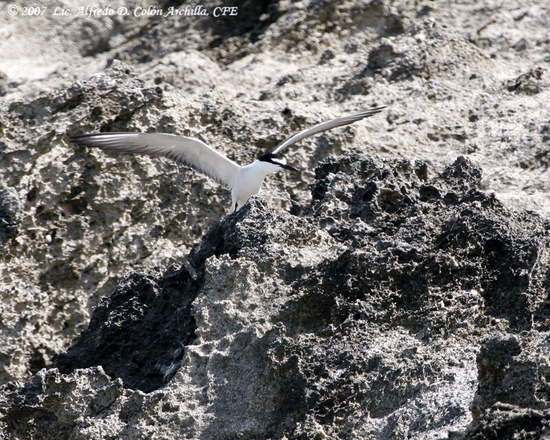 Bridled Tern