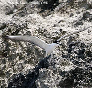 Bridled Tern