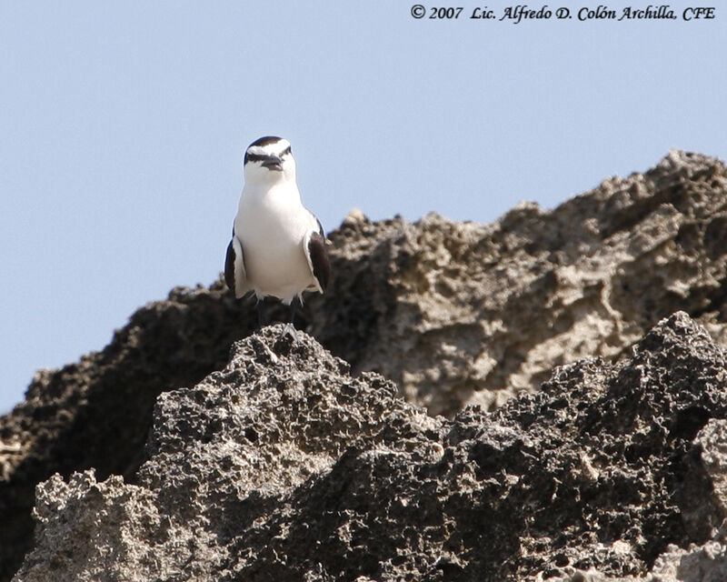 Bridled Tern