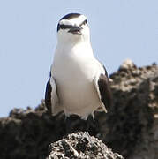 Bridled Tern