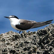 Bridled Tern