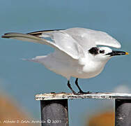 Sandwich Tern