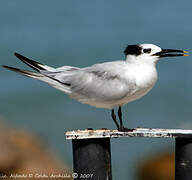 Sandwich Tern