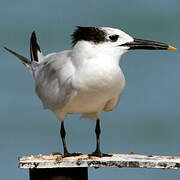 Sandwich Tern