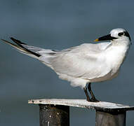 Sandwich Tern