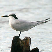 Sandwich Tern