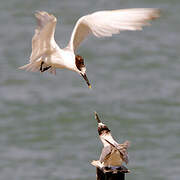 Sandwich Tern