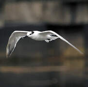 Sandwich Tern