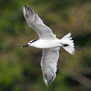 Sandwich Tern