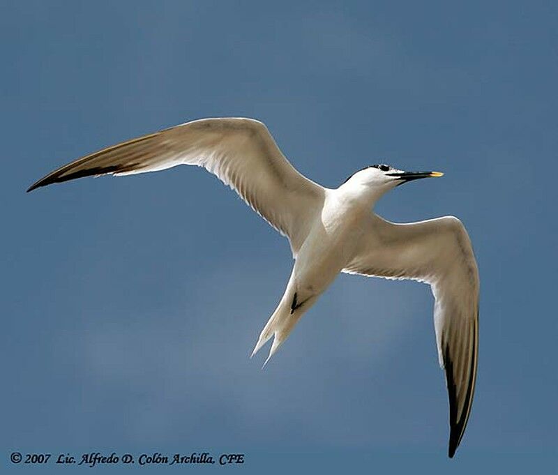 Sandwich Tern