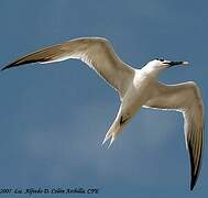 Sandwich Tern