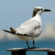 Sandwich Tern