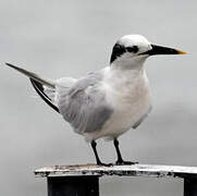 Sandwich Tern