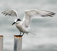 Sandwich Tern