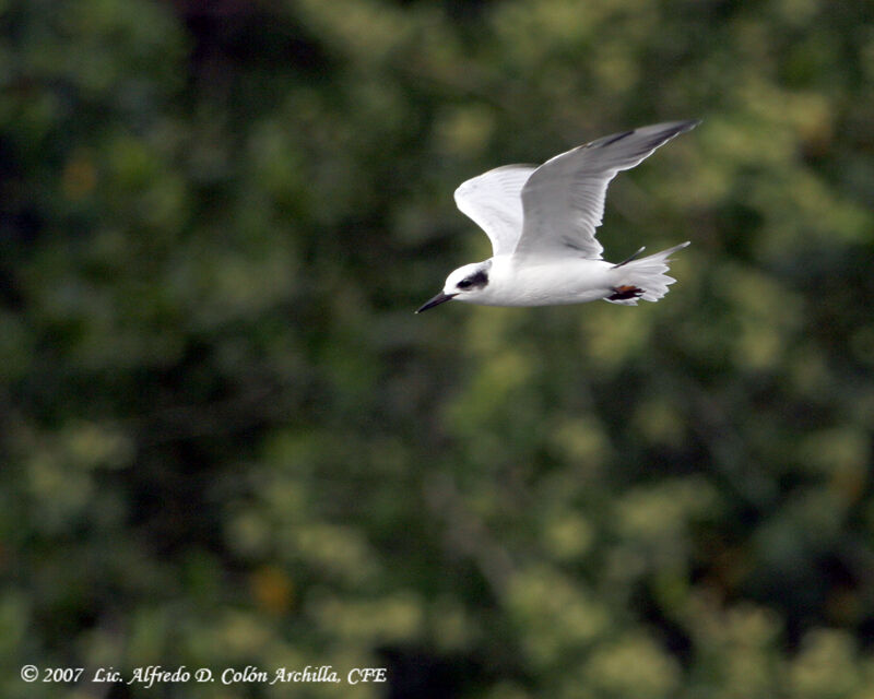 Forster's Tern