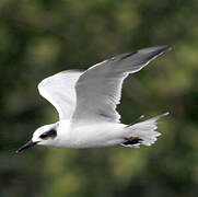 Forster's Tern