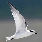 Gull-billed Tern