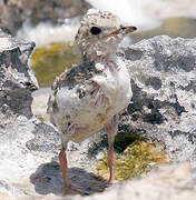 Gull-billed Tern