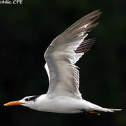 Royal Tern