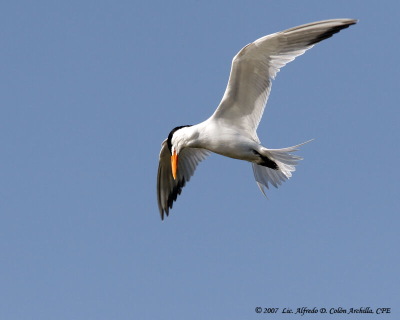 Royal Tern