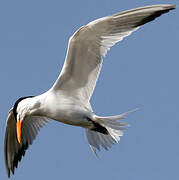 Royal Tern