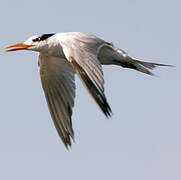 Royal Tern