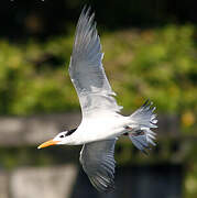 Royal Tern