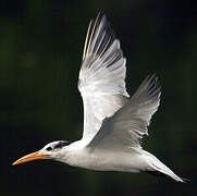 Royal Tern