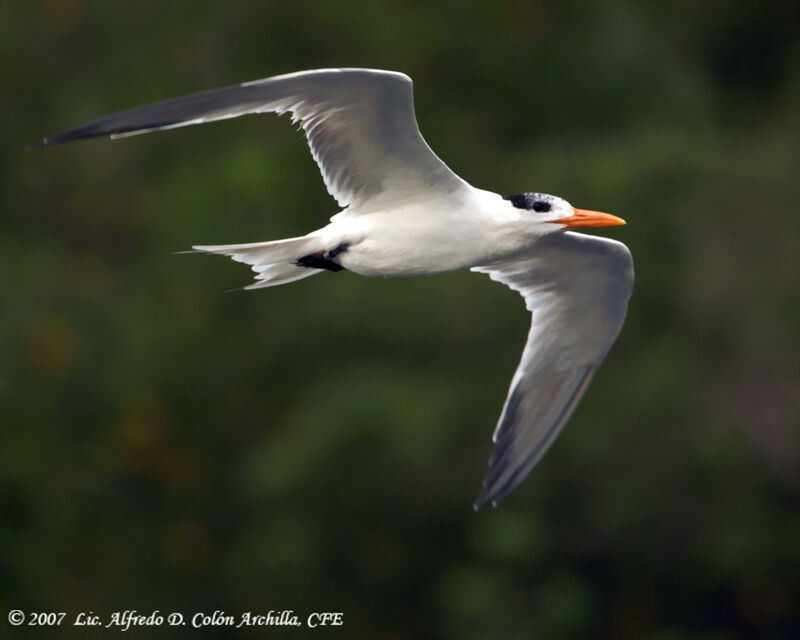 Royal Tern