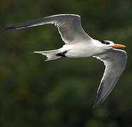 Royal Tern